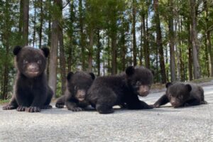 奥飛騨クマ牧場